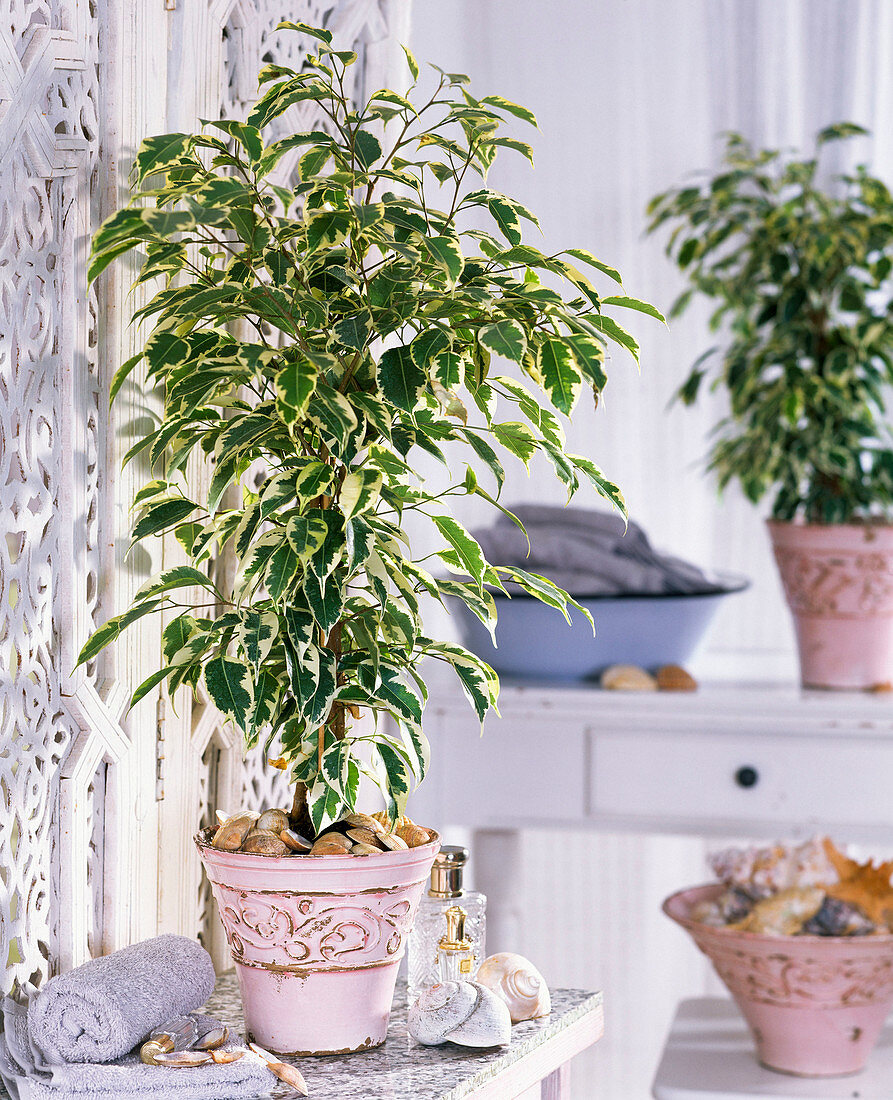 Plant in the bathroom: Ficus benjamina 'Starlight' (indoor fig, rubber tree)