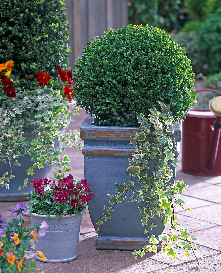 Buxus (Buchs) Kugeln in blauen Kübeln