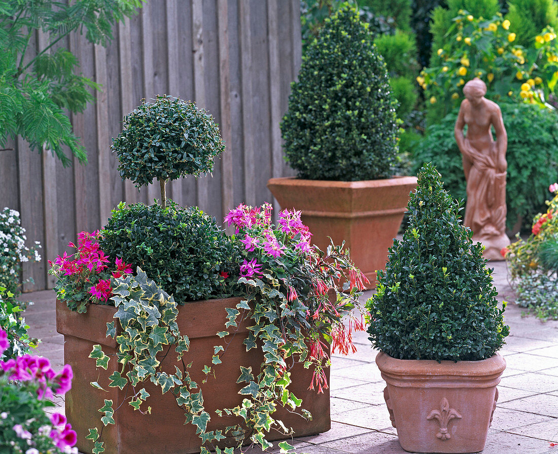 Buxus (Buchs) Doppelkugel und Pyramiden in Terracotta