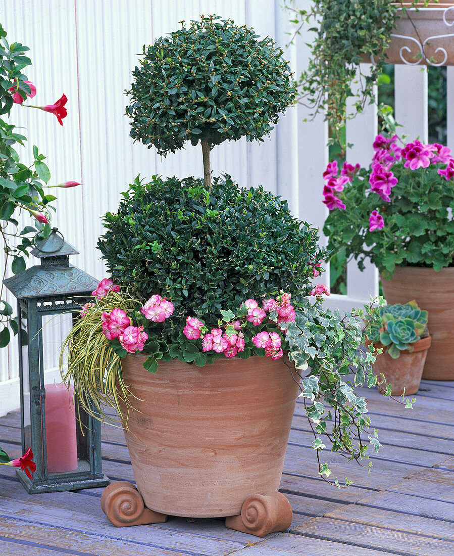 Buxus (box) double ball, replanted with Pelargonium