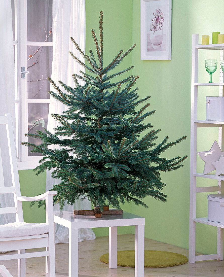 Picea pungens 'Glauca' as Christmas tree, unadorned