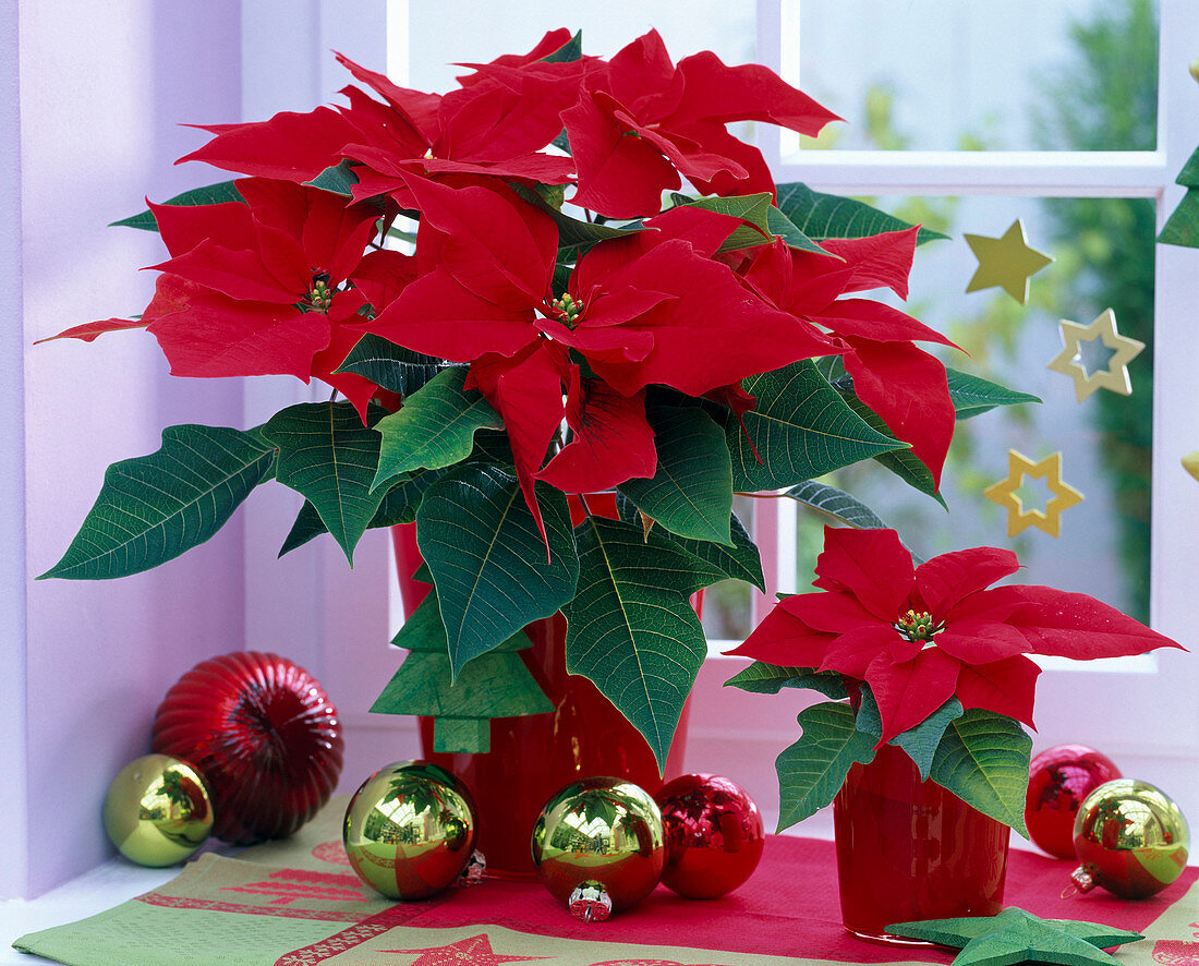 Red Euphorbia pulcherrima (Christmas star) at the window