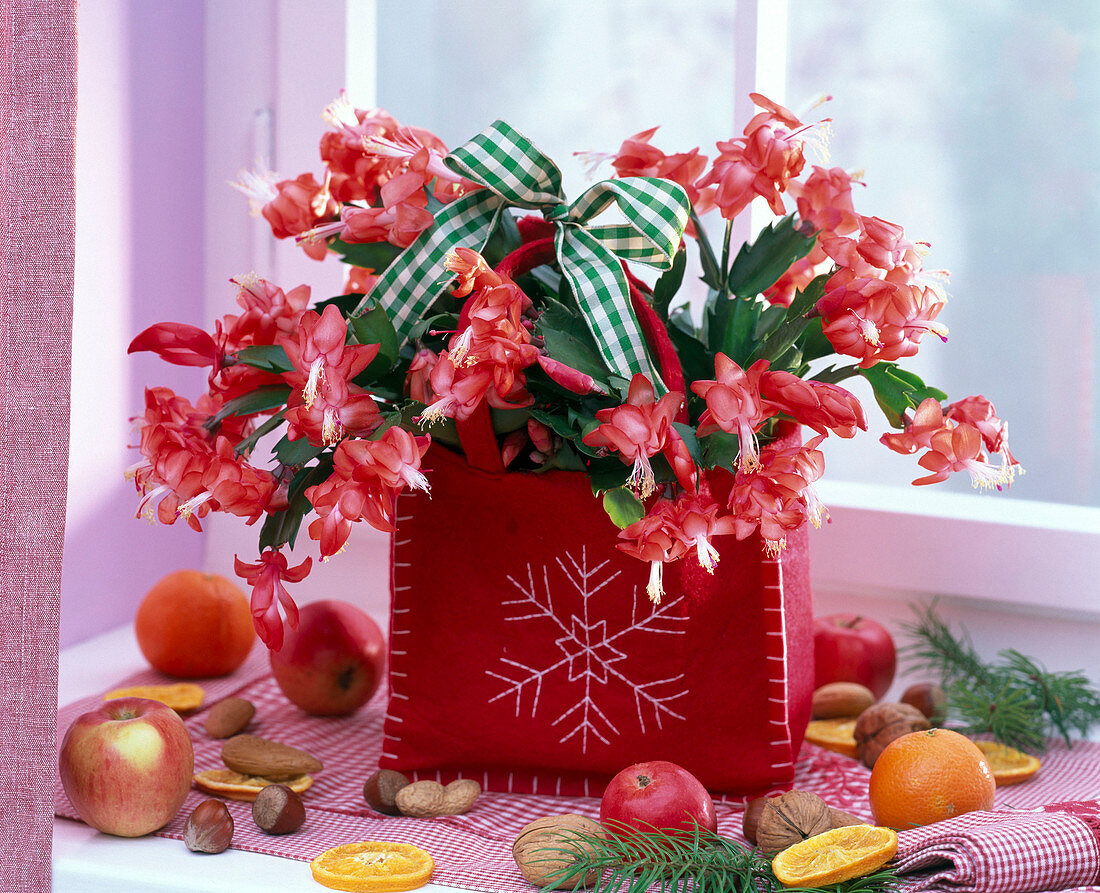 Schlumbergera with plaid ribbon in felt bag