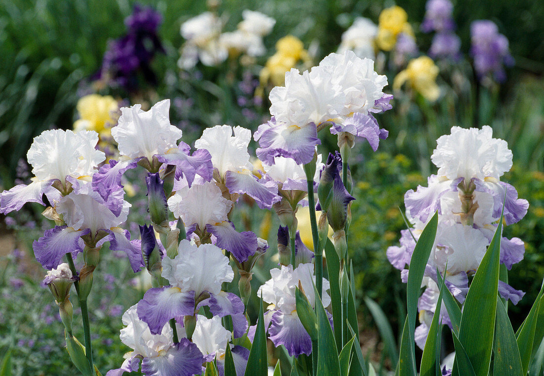 Engelhardt Blüten von Iris-Barbata-Elatior-Hyride 'Alizes'
