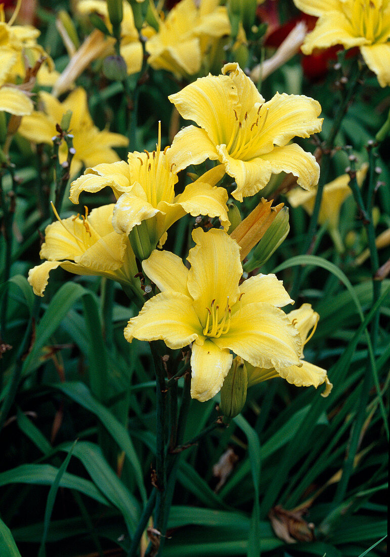 Hemerocallis hybrid 'Berlin Lemon Crepe' (Daylily)