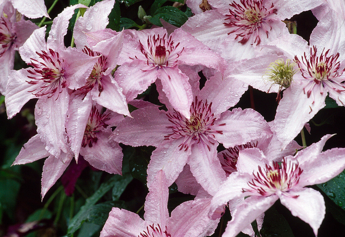 Clematis 'Hagley Hybrid' (Clematis)