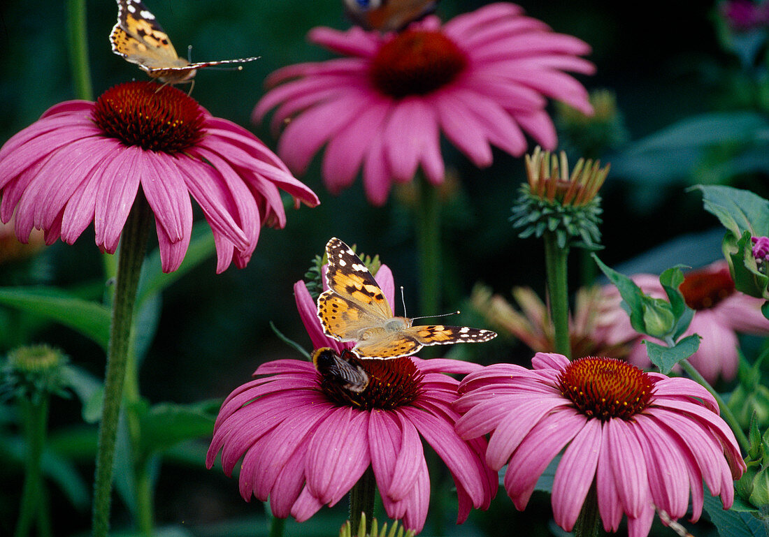 Flowers of Echinacea purpurea (Purple coneflower)