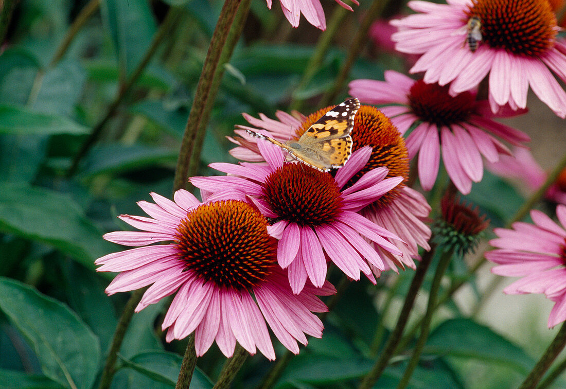 Blüten von Echinacea purpurea (Purpur-Sonnenhut)