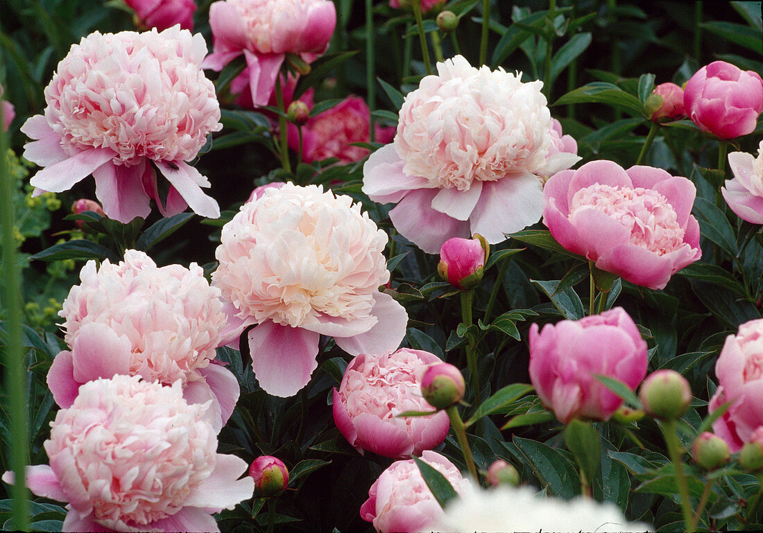 Paeonia lactiflora 'Sarah Bernard' (Peony)