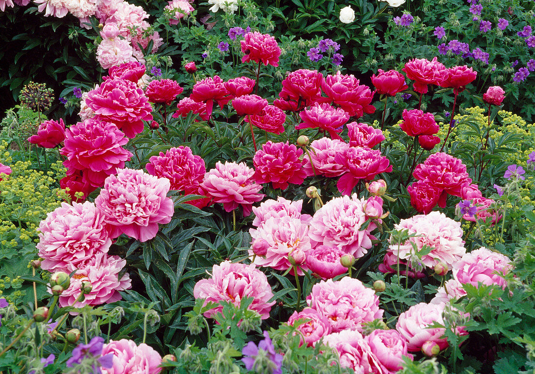 Paeonia lactiflora (Peony, pink and pink, double)