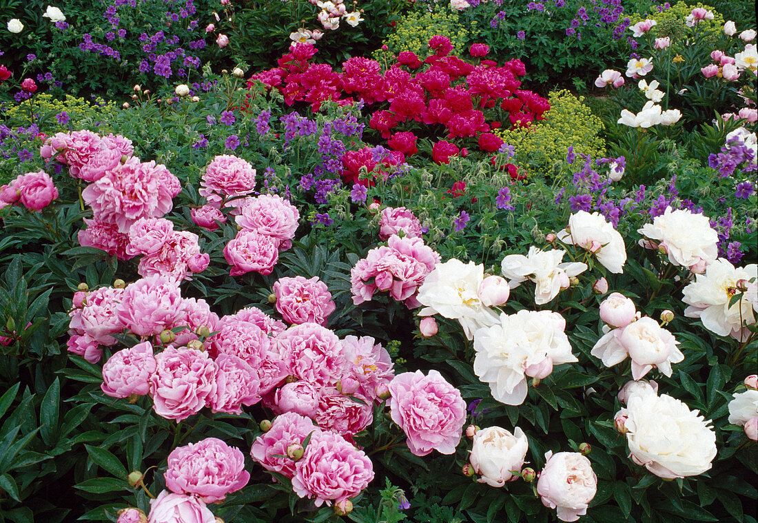 Paeonia lactiflora and officinalis 'Rosea Plena' (Peonies, pink and white)