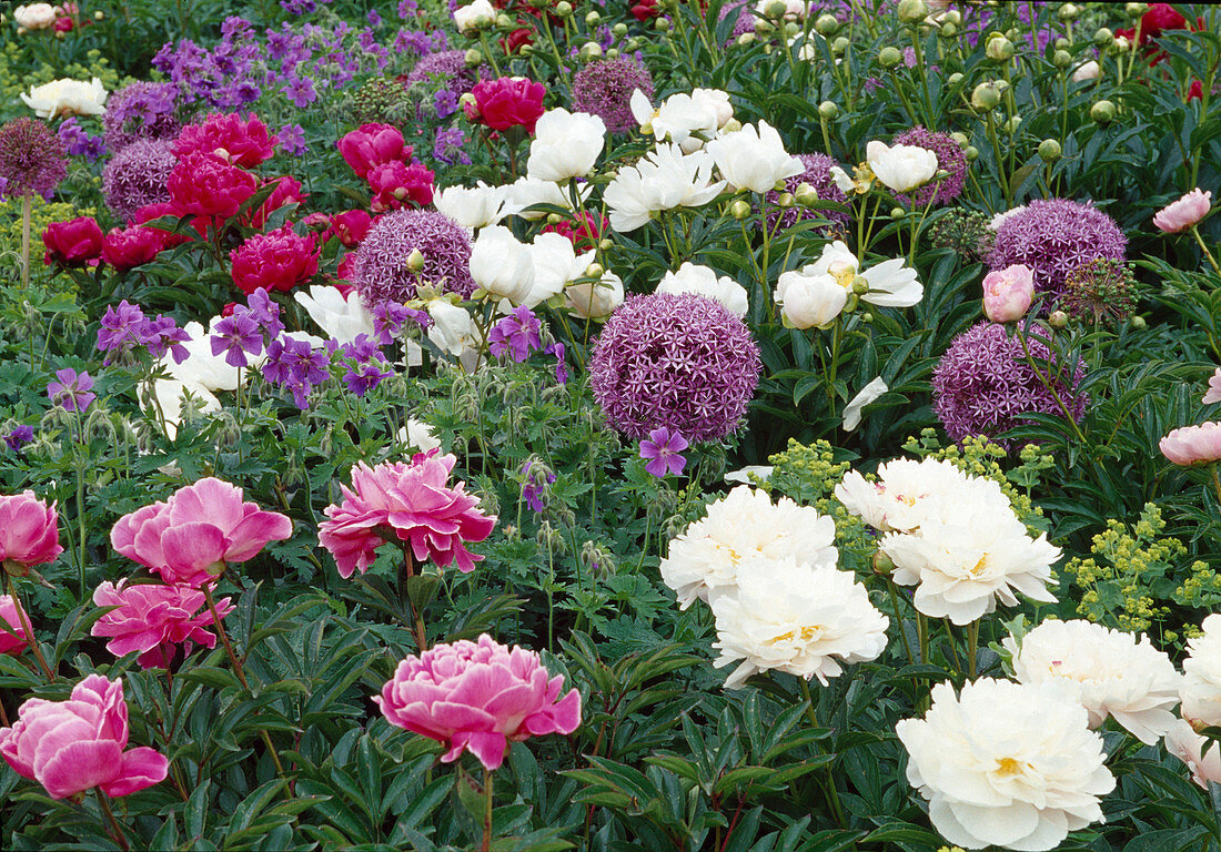 Paeonia lactiflora (Peony, white and pink)