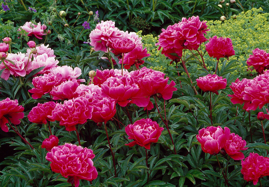 Paeonia lactiflora (Peony)