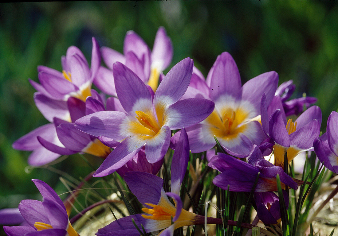 Crocus Sieberi 'Tricolor' (Crocus)