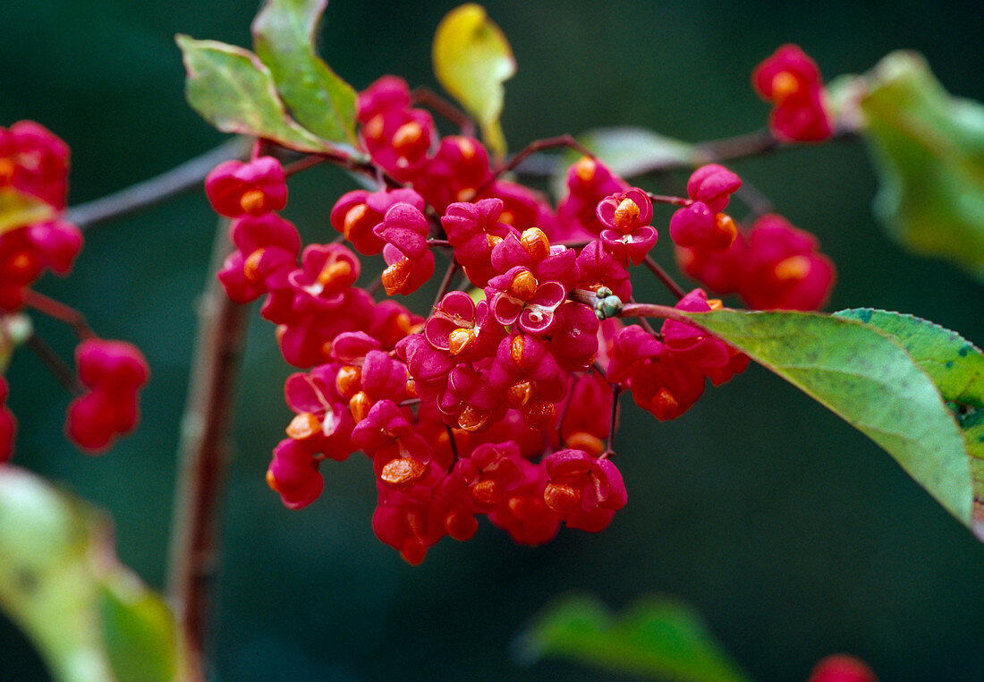 Euonymus hamiltonianus (Hamilton's spindle bush)