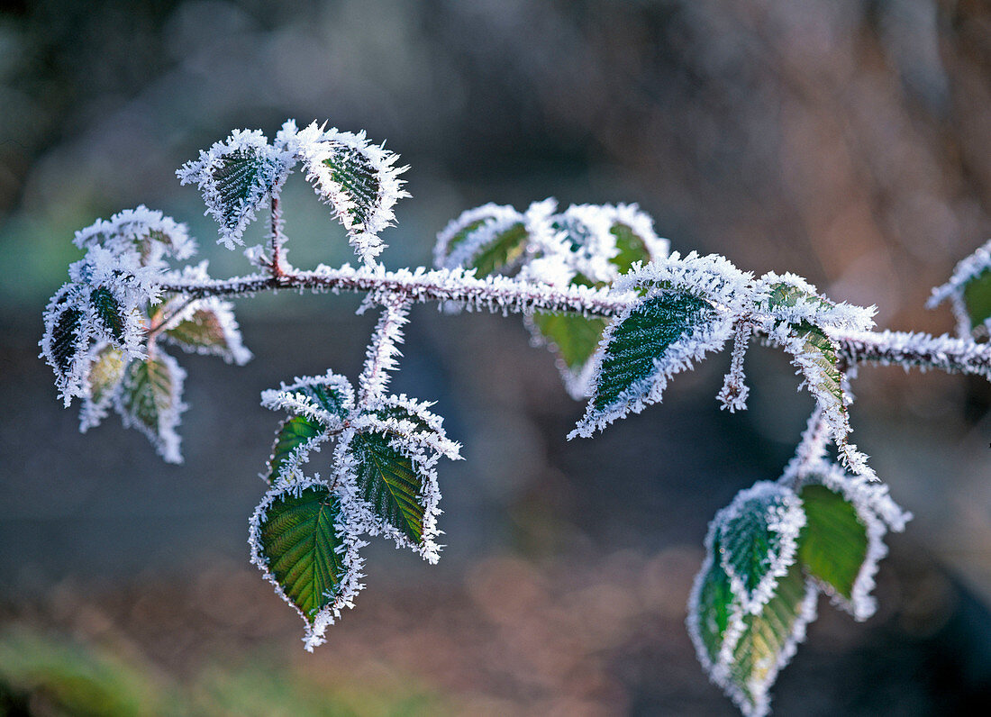 Rubus 'Loch Ness' (thornless blackberry)