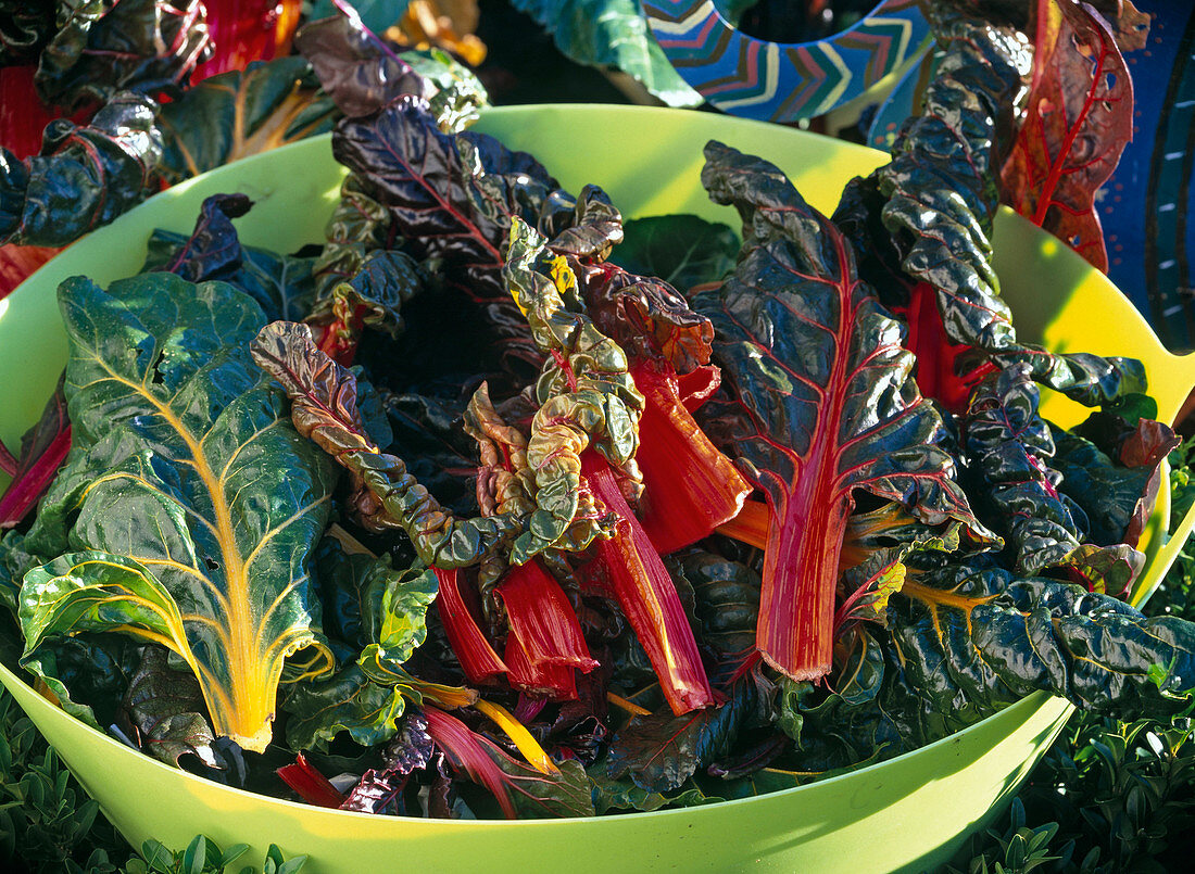 Beta 'Bright Lights' (Swiss chard) in green skin freshly harvested