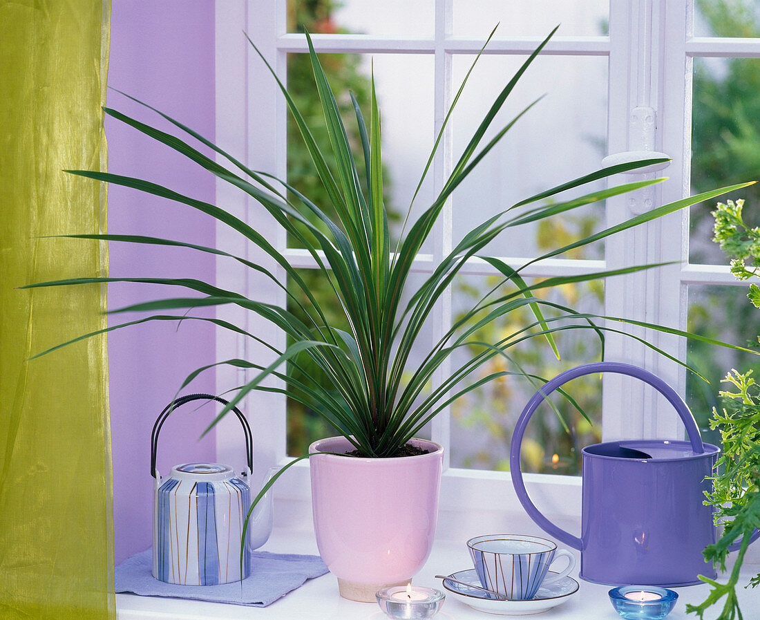 Cordyline indivisa 'Peko' (club lily) on the windowsill, tea set