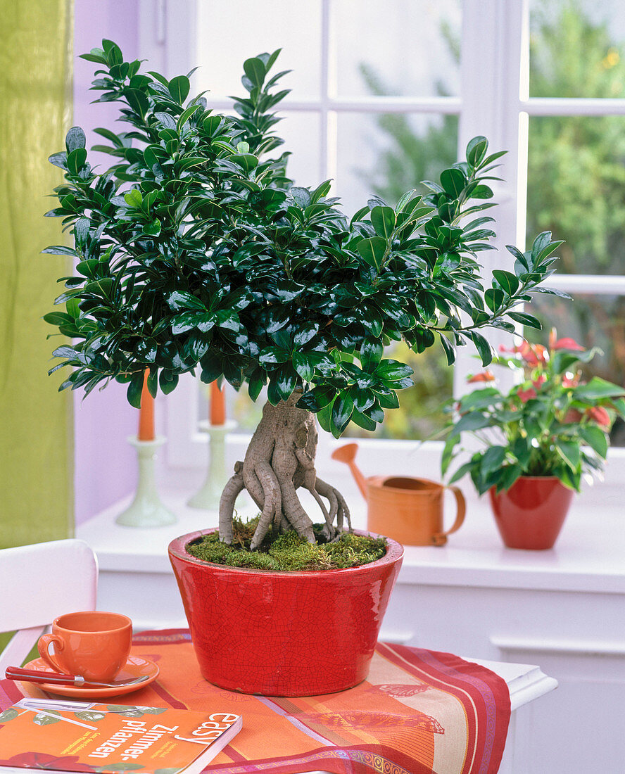 Ficus nitida 'Ginseng' as bonsai in red bowl on the table