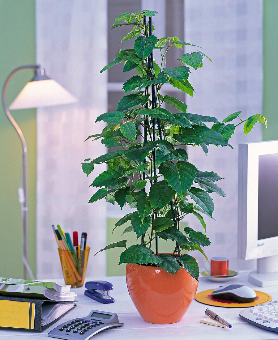 Cissus antarctica in orange planter in the office, folder