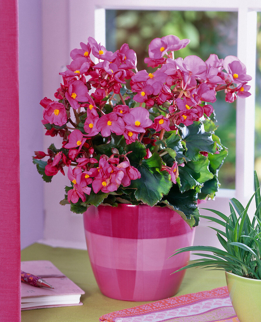 Begonia Lorraine (begonia) in pink-pink planter by the window