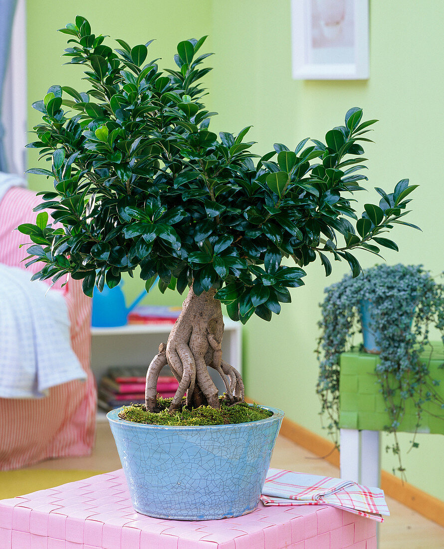 Ficus nitida 'Ginseng' as bonsai in blue bowl on wicker stool