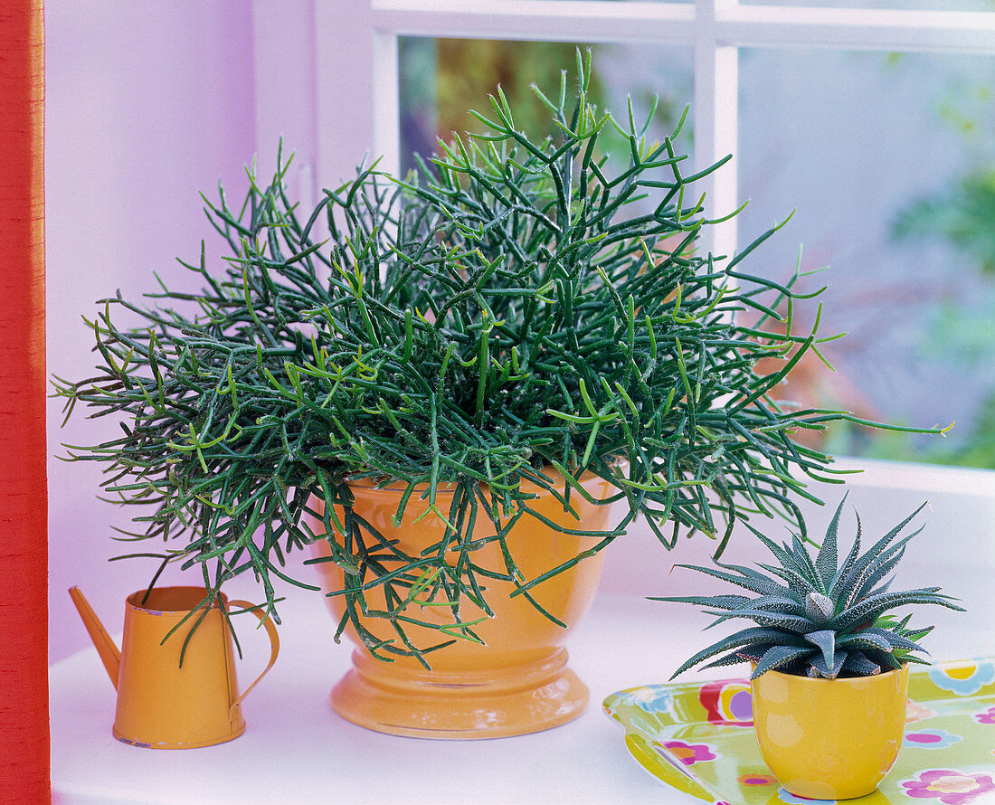 Rhipsalis cassutha (Rutenkaktus), Haworthia at the window, watering can