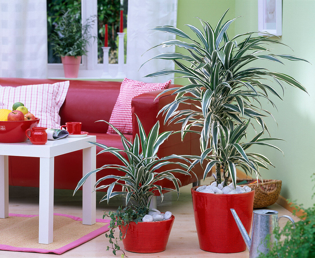 Dracaena (dragon tree), underplanted with Hedera (ivy) and with pebbles