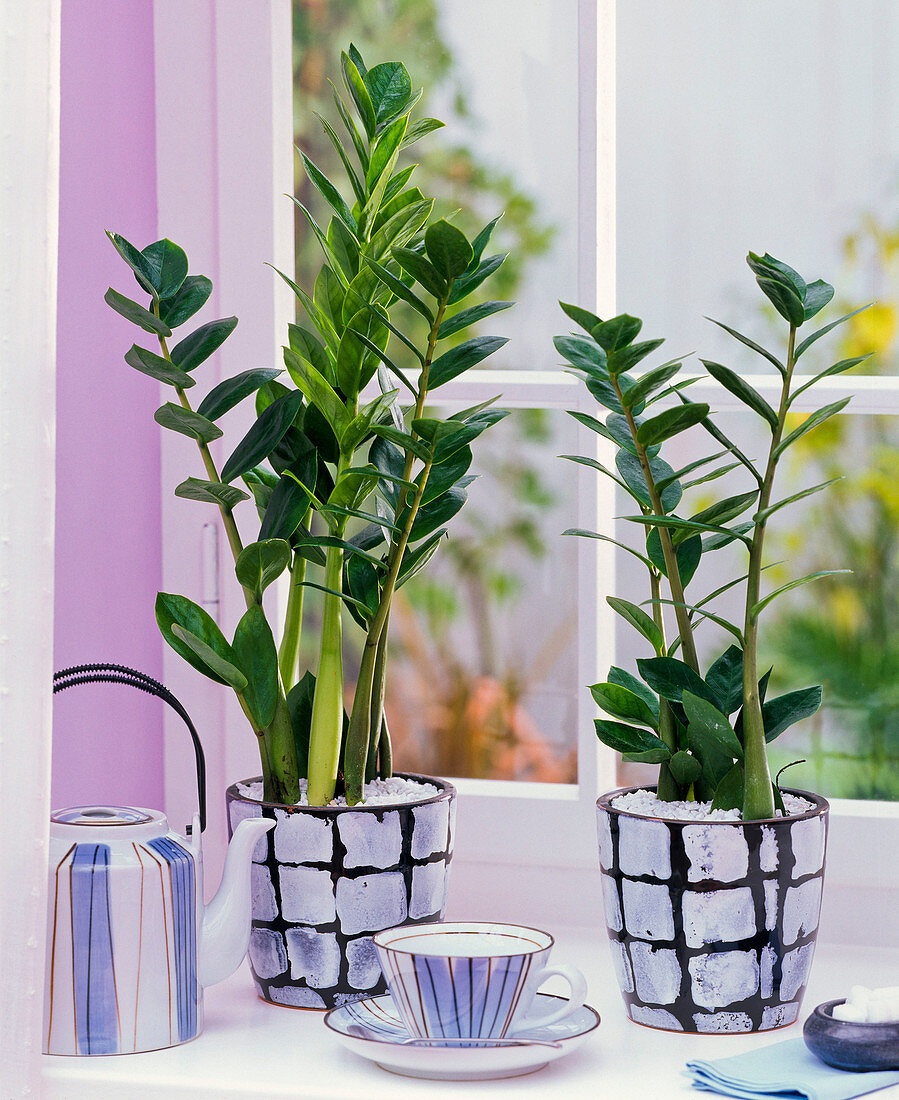 Zamioculcas zamiifolia in chequered cachepots by the window, tea service