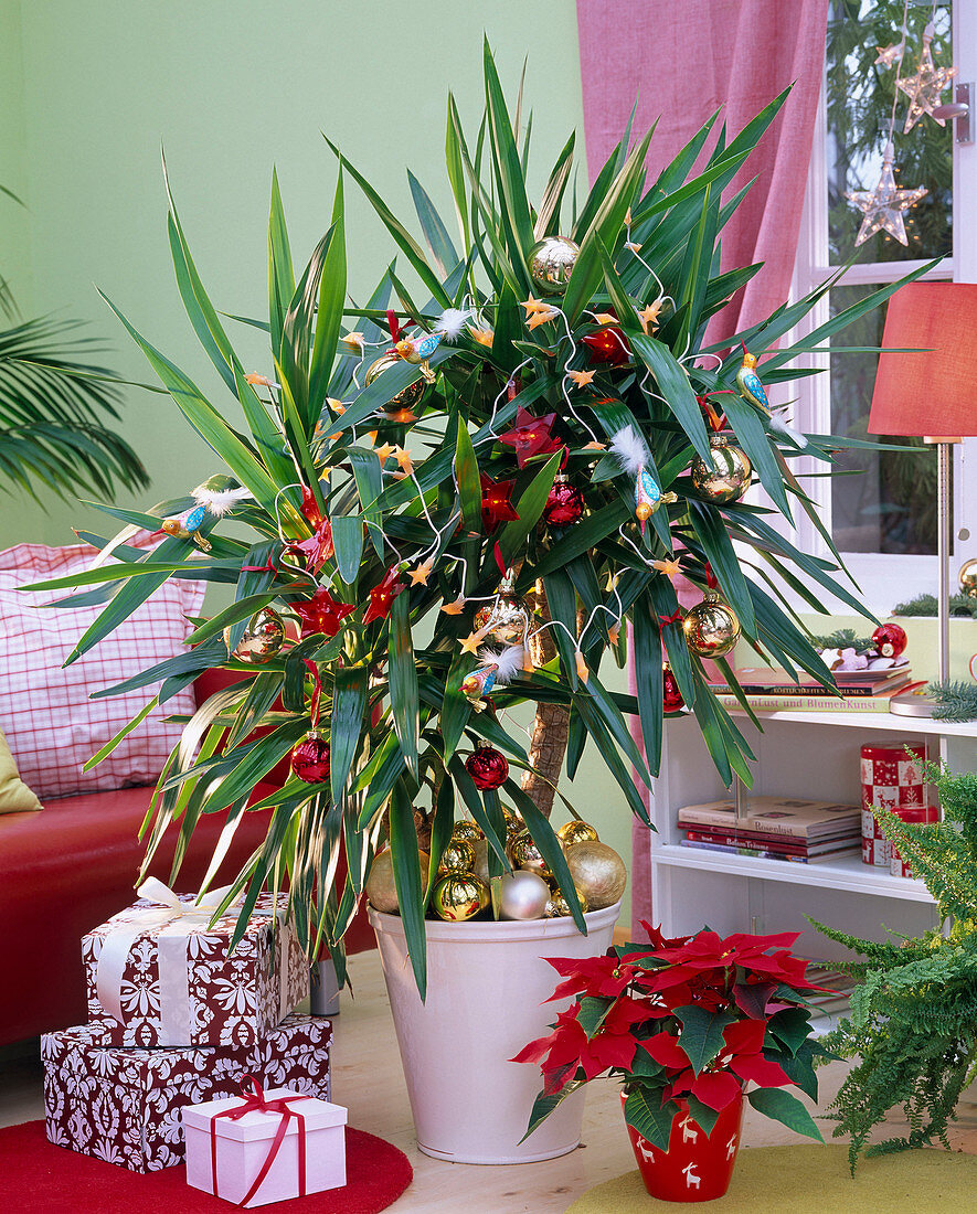 Yucca (Palmlilie) mit Lichterketten und Weihnachtsbaumkugeln geschmückt