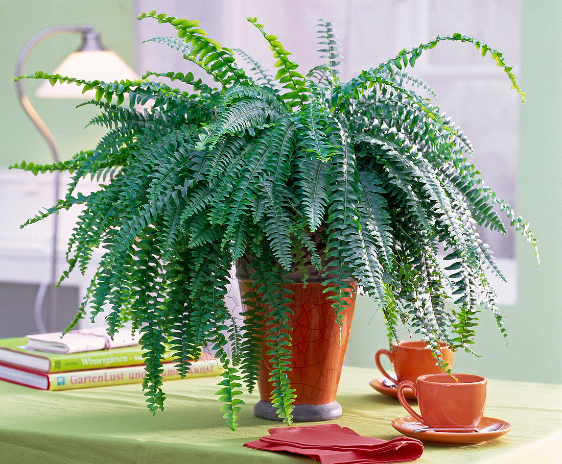 Nephrolepis in orange planter, espresso cups, napkin