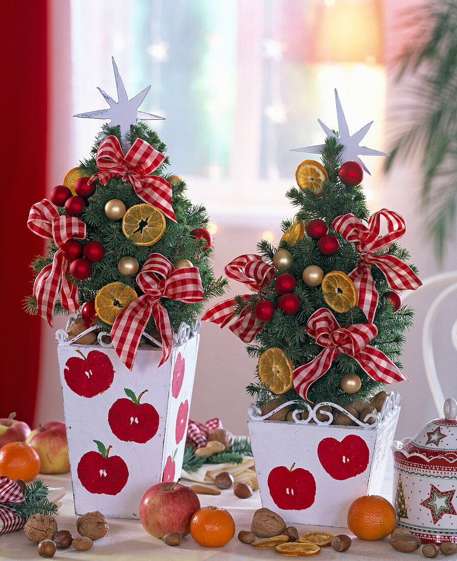 Picea glauca 'Conica' (Zuckerhutfichte) mit goldenem und roten Baumschmuck