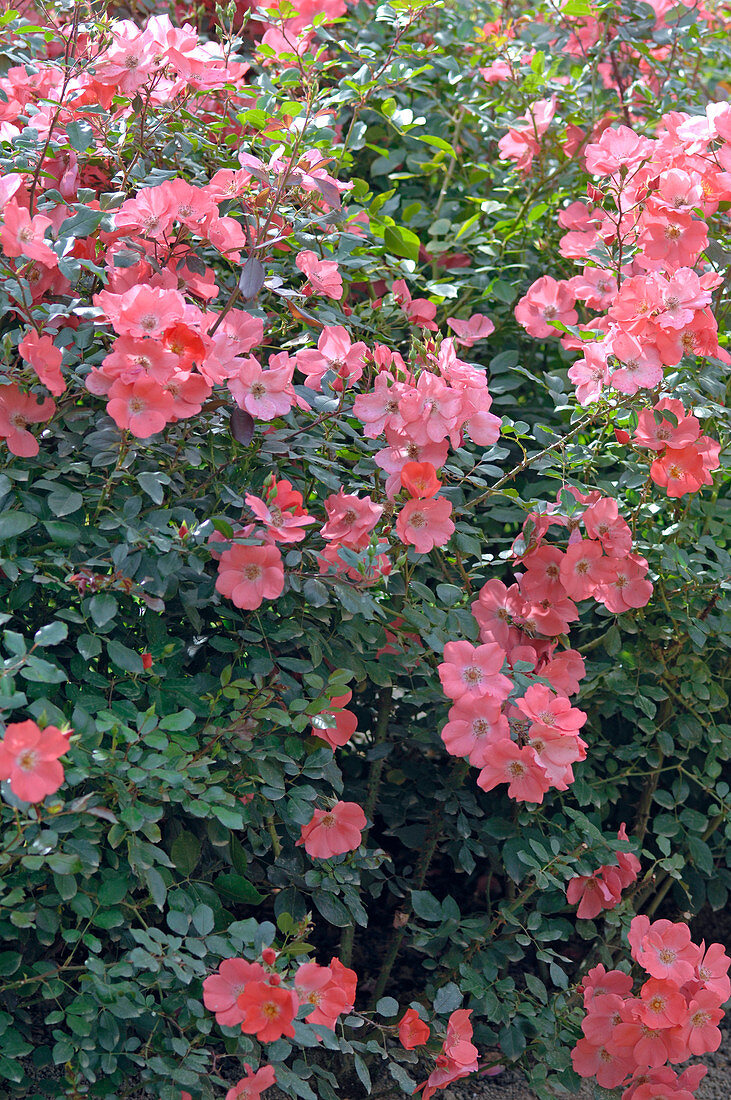 Rosa 'Douceur Normande' syn. 'Meipopui', Stadt Hildesheim, Coral Meidiland, Goose