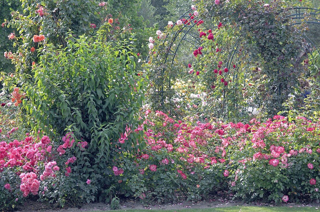 Rosa (bedding, climbing and shrub roses) in rose garden