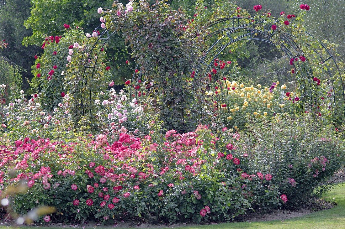 Rosa (Beet-, Kletter- und Strauchrosen) in Rosengarten