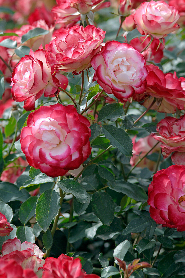 Flowers of Rosa 'Jubilé du Prince de Monaco' syn. 'Meisponge' (bedding rose)