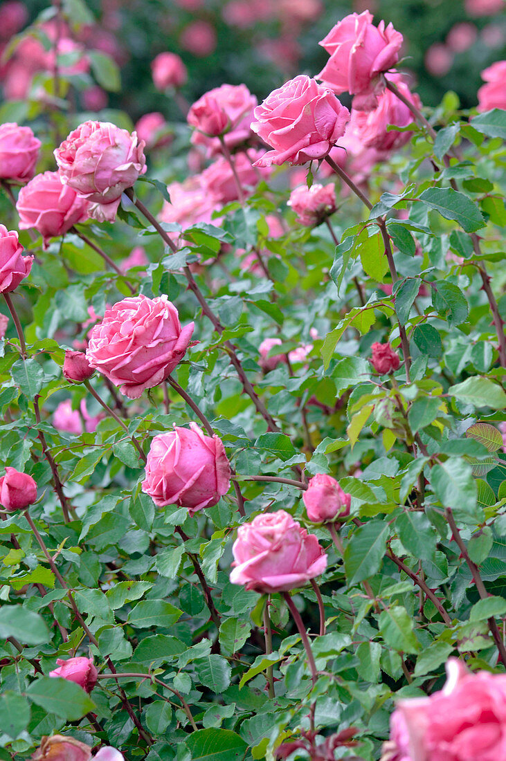 Rosa 'Auguste Renoir' syn. 'Meitoifar' (Noble Rose), tea hybrid, repeat flowering