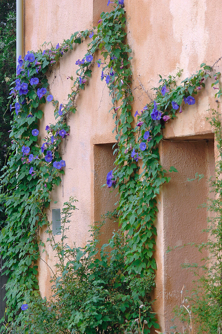Ipomoea 'Morning Glory' (showy bindweed) on a house wall