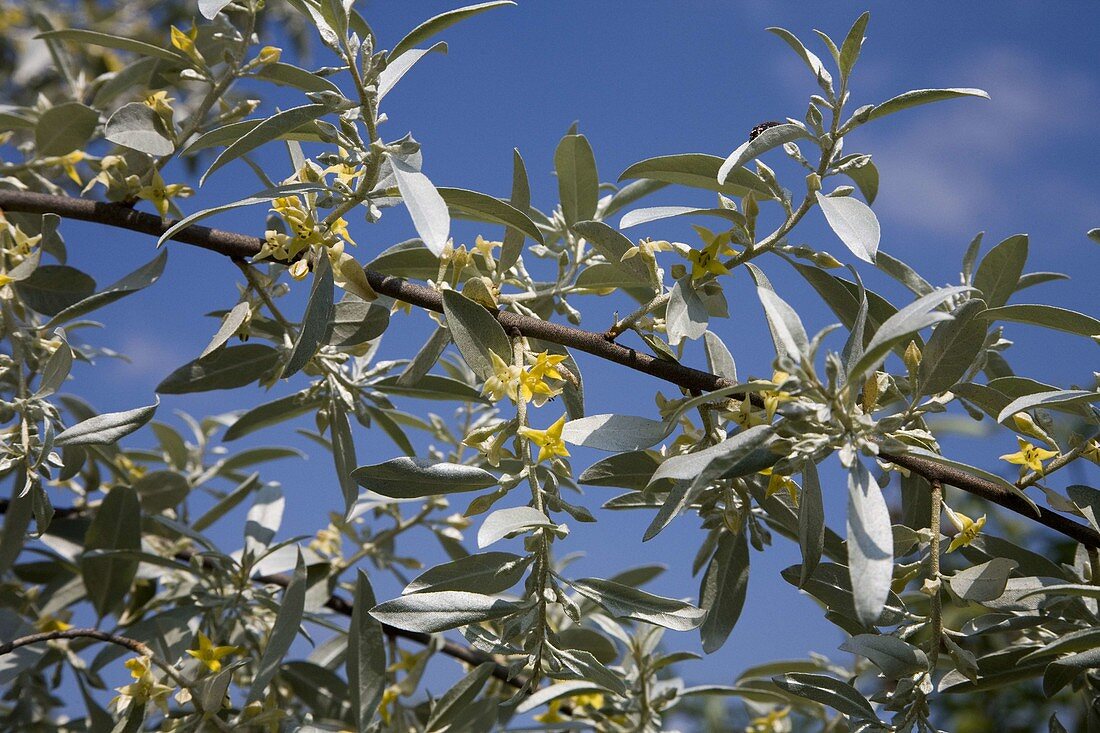 Zweig von Elaeagnus angustifolia 'Quick Silver' (Ölweide) im Mai