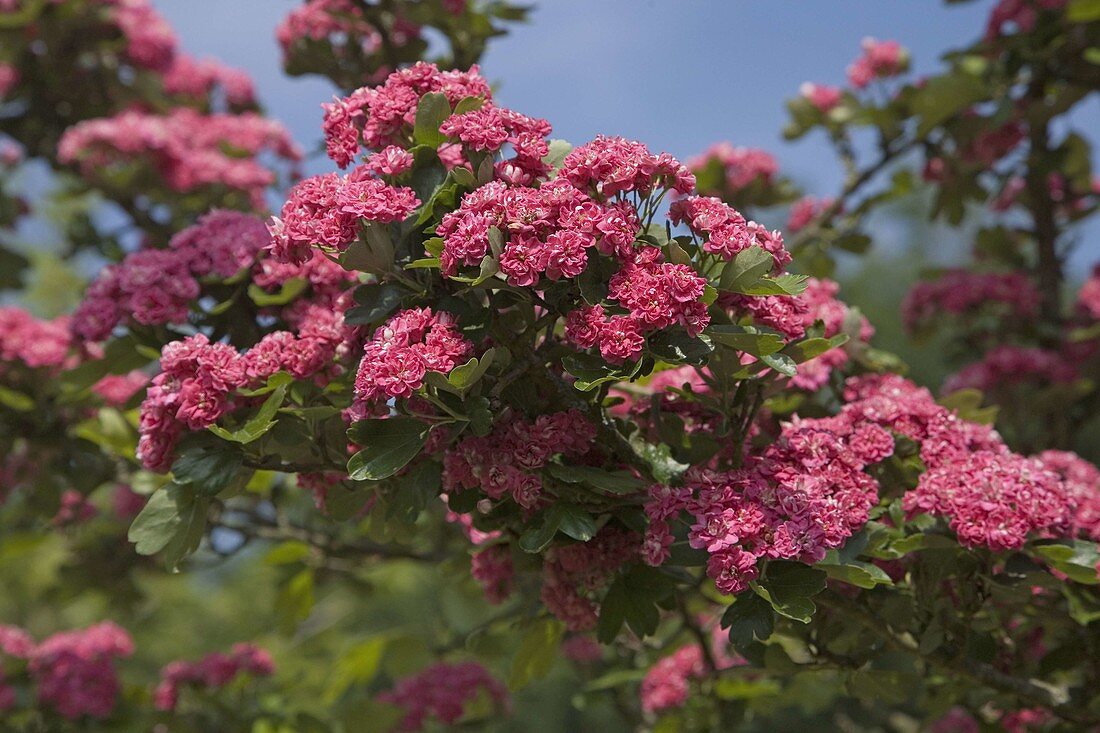 Zweig von Crataegus laevigata 'Paul's Scarlet' syn Crataegus 'Coccinea Plena'