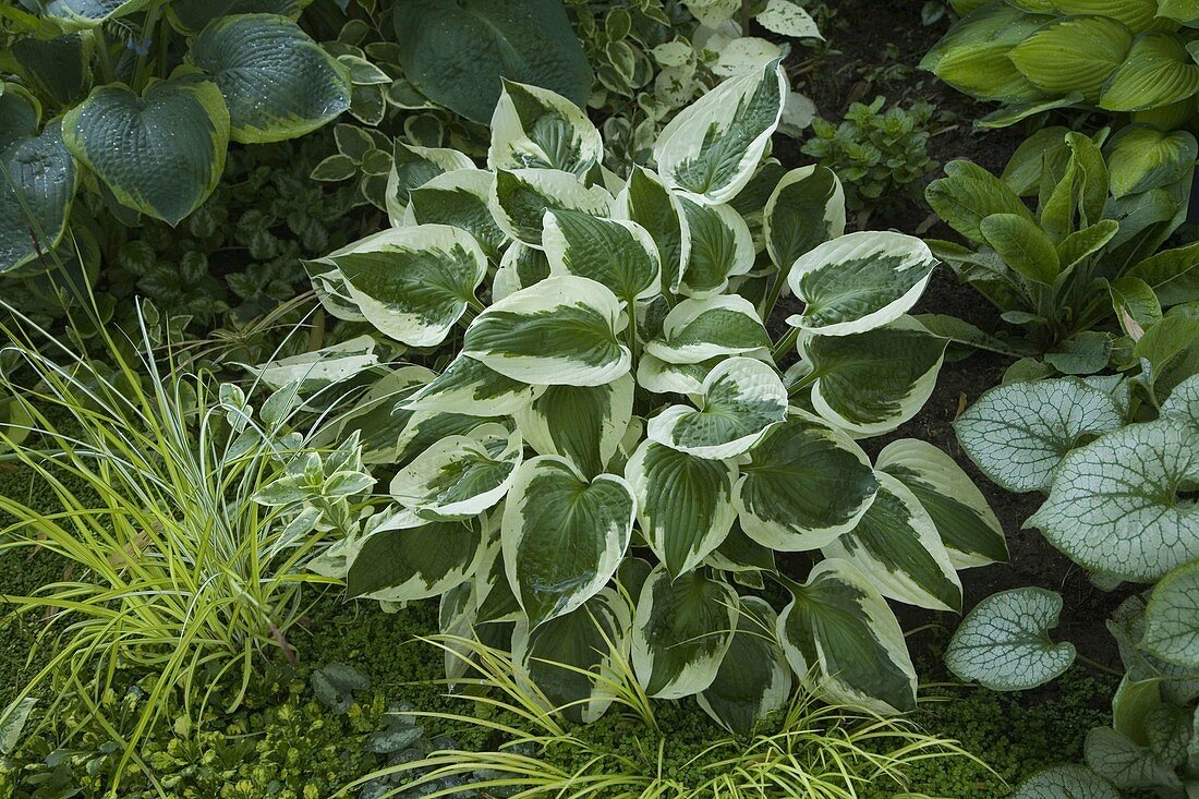 Hosta 'Patriot' (Funkie)