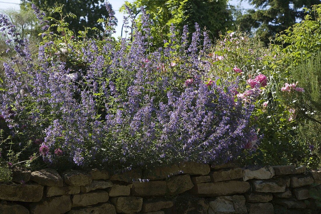 Nepeta x faassenii 'Six Hills Giant' (Katzenminze) auf Trockenmauer im Juni