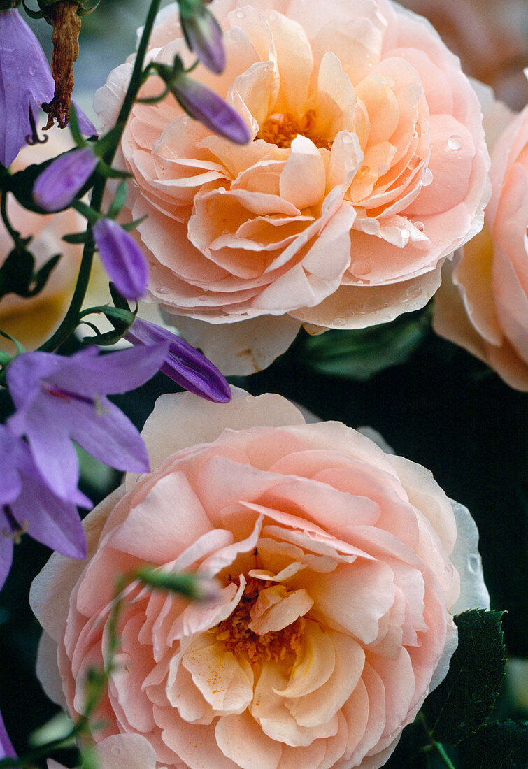 Rosa 'Heritage' (Englische Rose), öfterblühend, angenehmer Duft, Campanula