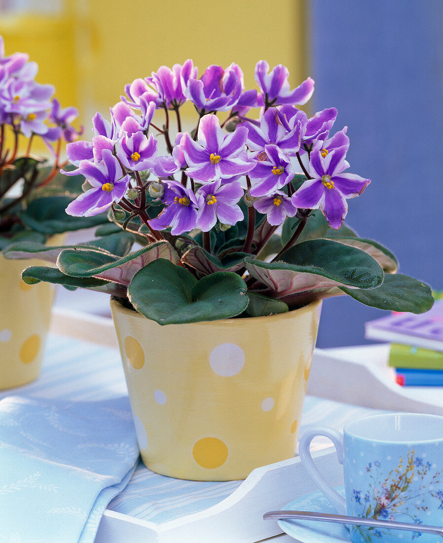 Saintpaulia ionantha (African Violet), purple-white striped