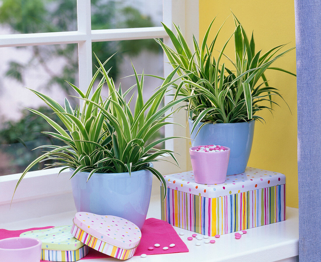 Chlorophytum laxum (green lilies) in light blue planters by the window