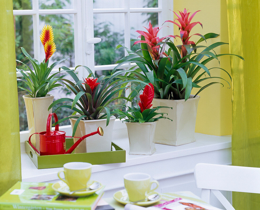 Guzmania, Vriesea in square planters