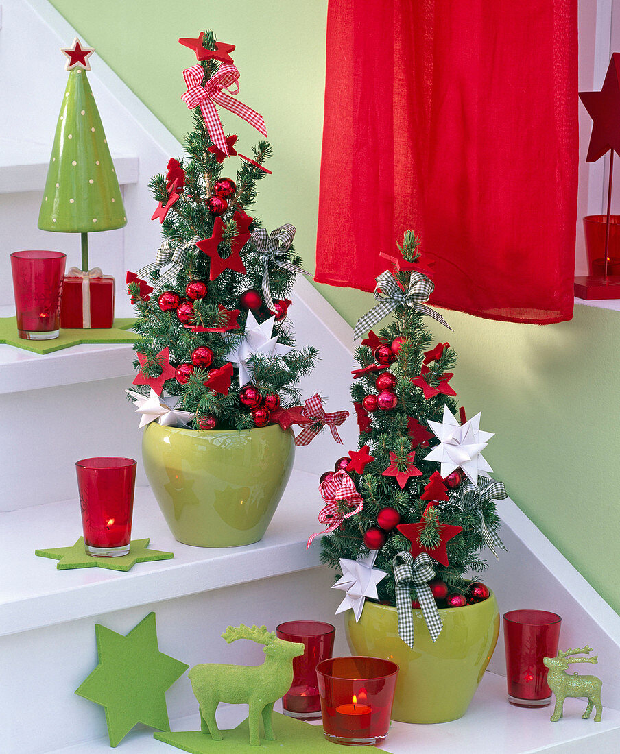 Picea glauca 'Conica' in green pots decorated with stars