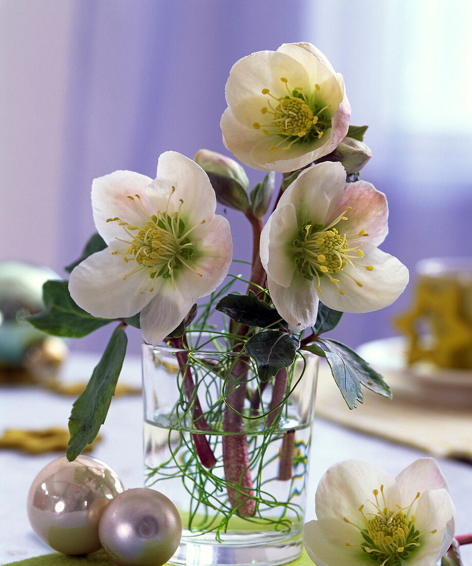 Helleborus niger (Christrosen) in Glas, weiße Weihnachtsbaumkugeln