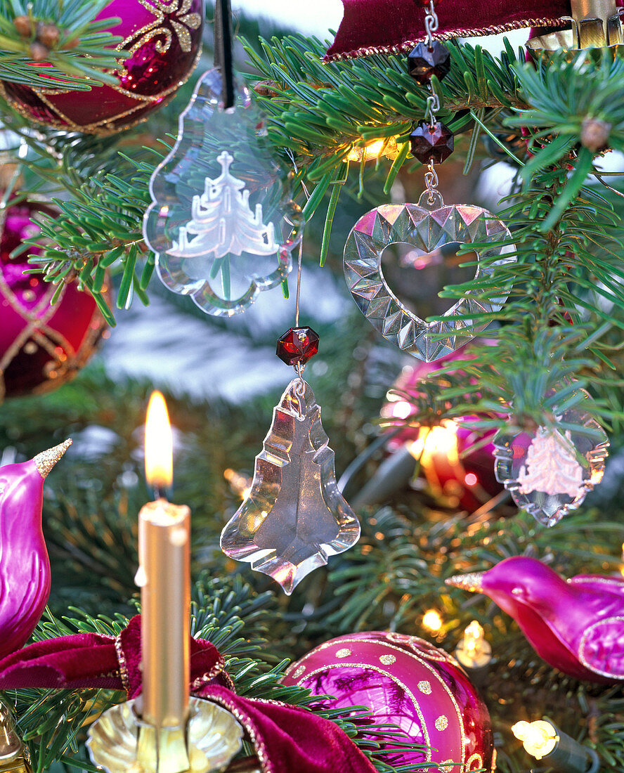 Weihnachtsbaumschmuck aus Glas an Abies nordmanniana (Nordmanntanne)