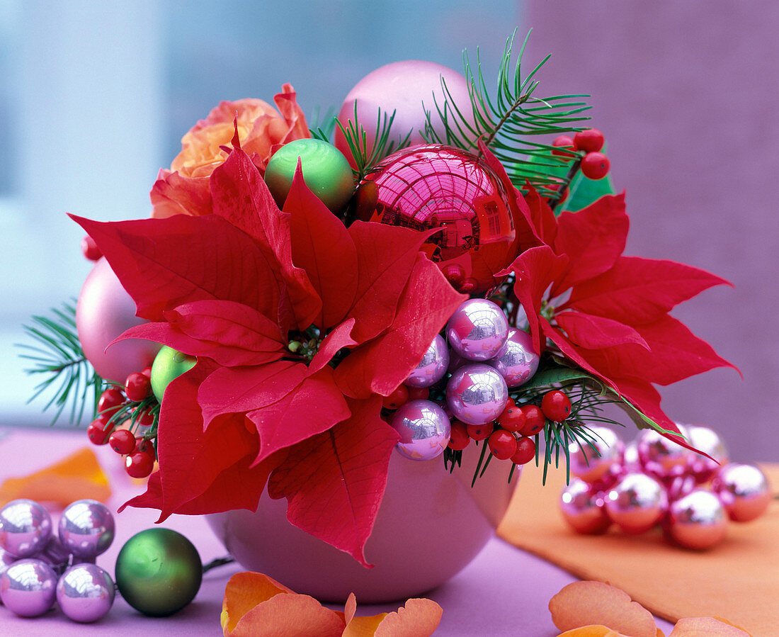 Arrangement of Euphorbia pulcherrima (Poinsettia), Rosa (Rose)